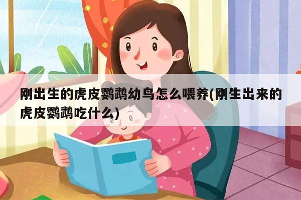 刚出生的虎皮鹦鹉幼鸟怎么喂养(刚生出来的虎皮鹦鹉吃什么)